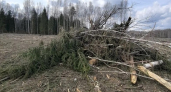 Во Владимирской области прокуратура добилась уборки в лесу одного из районов