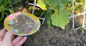 Какие растения нельзя подкармливать золой: 7 культур, которые не будут рады вашему удобрению - советы садоводам