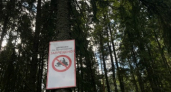 Александровская городская прокуратура выявила грубые нарушения пожарной безопасности на четырёх арендованных участках лесного фонда