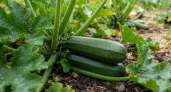 20 г на 10 л воды - обязательно в июле: кабачки просто богатырские, вкусные и сочные, мой секрет прикорма