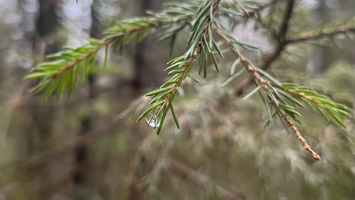 Прогноз погоды: Владимирскую область накроют заморозки и мощная магнитная буря 25 апреля 