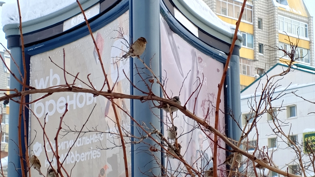 Погода во Владимирской области 26 апреля: регион накроют дожди и +9°C