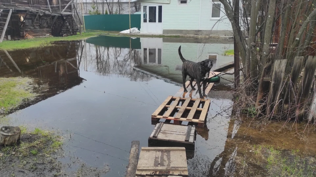 Прокуратура заставила водоканал откачать стоки из жилых домов во Владимирской области