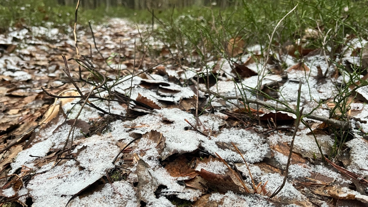 Прогноз погоды во Владимирской области на 27 апреля: температура до плюс 14, переменная облачность и кратковременные дожди
