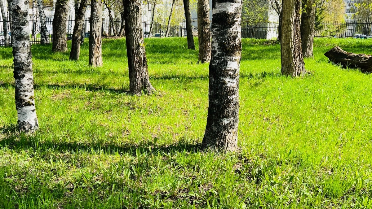 Во Владимирской области высадят более 800 деревьев и 5200 кустарников в 2026 году для компенсации потерь от вредителей