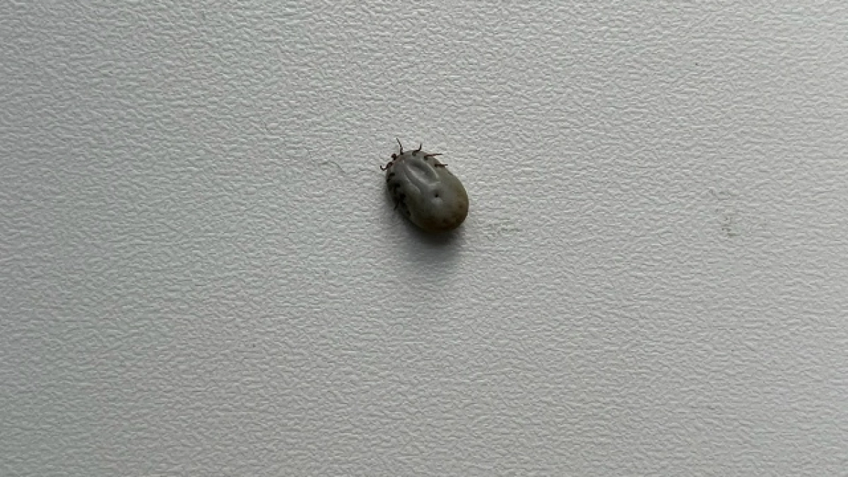 Две опасные инфекции от клещей выявили во Владимирской области за неделю