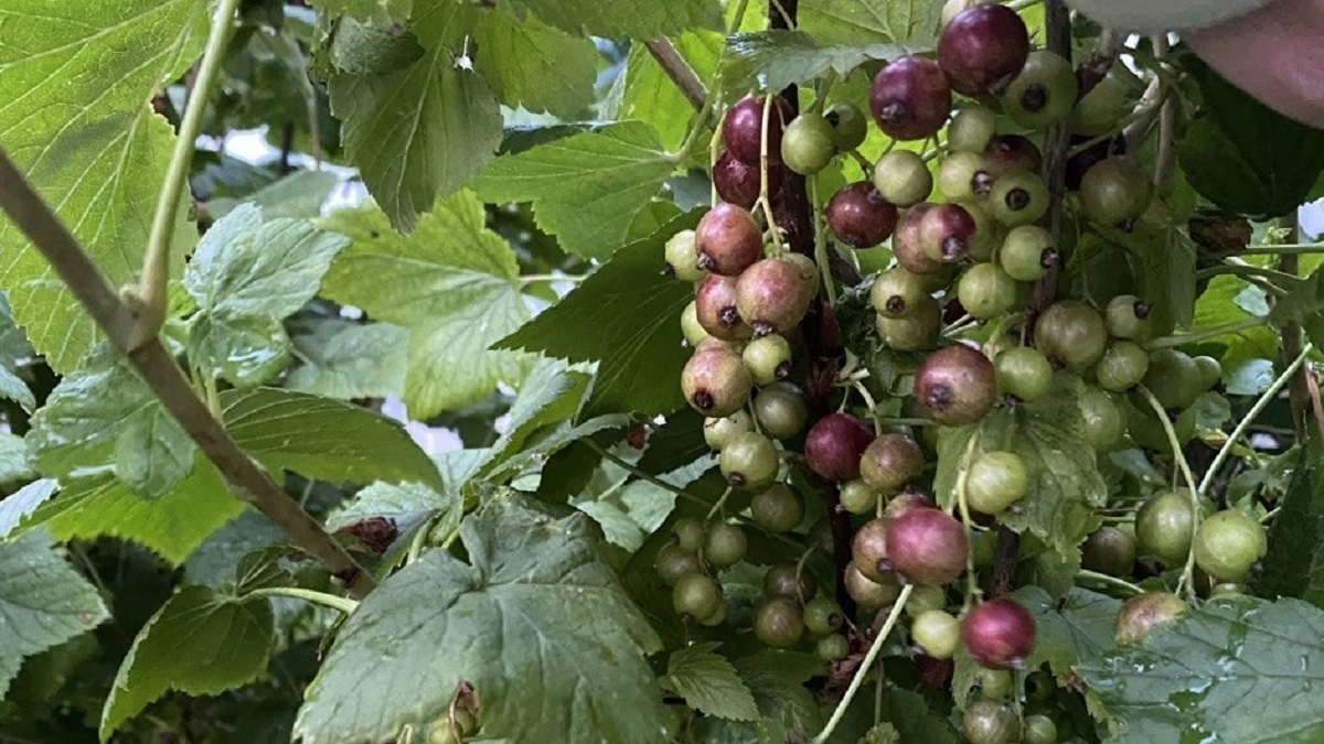 Весенние этапы подкормки смородины и крыжовника: когда и чем удобрять - ягоды будут крупнее винограда