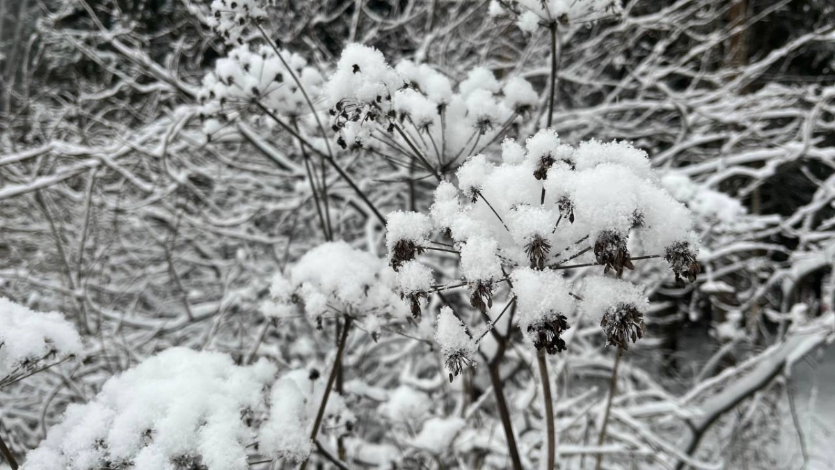Во Владимирской области продолжится аномально снежная погода для весны: синоптики обещают +4 градуса тепла 29 апреля