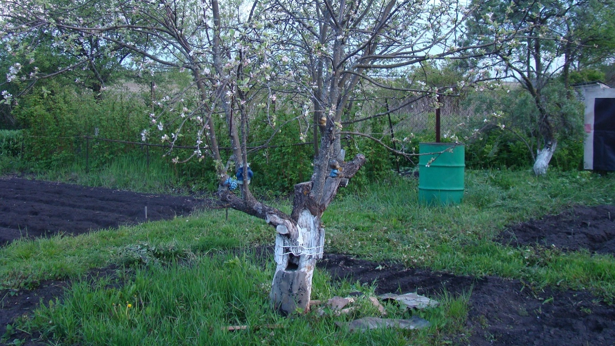 Все яблони и сливы - в "белый мундир": крашу деревья в мае, и все лето ни тли, ни муравьев 