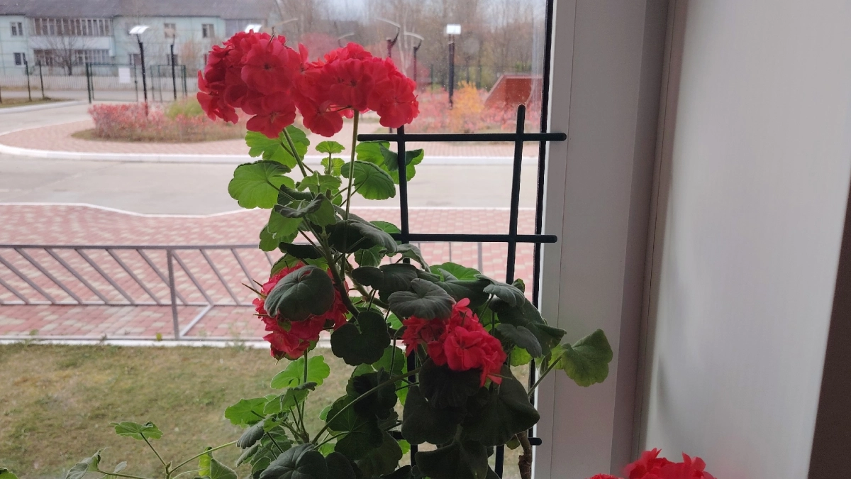 Одну крошку в горшок — и бутоны герани лезут даже на молодых черенках, а листва остается зеленой