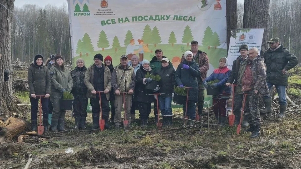 Во Владимирской области высаживают “Сад памяти” из 25 тысяч сосен