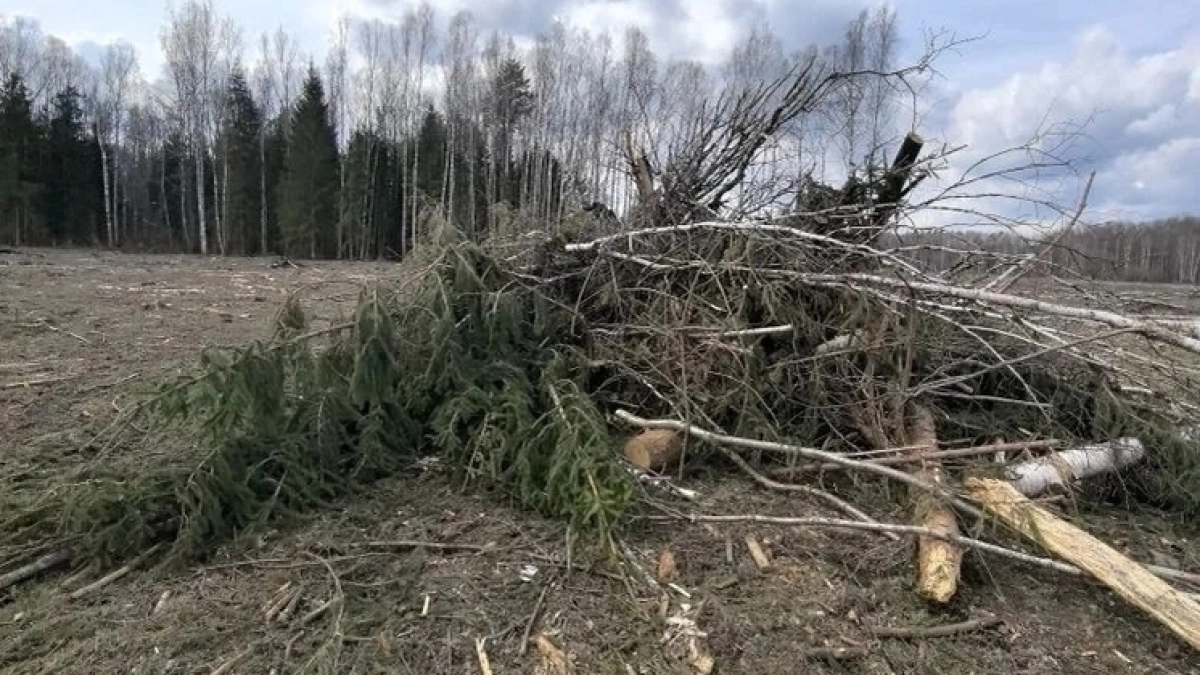 Во Владимирской области прокуратура добилась уборки в лесу одного из районов