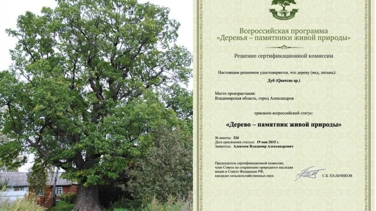 Старовозрастной дуб из деревни Наумово Александровского района поборется за титул «Российское дерево года-2026»