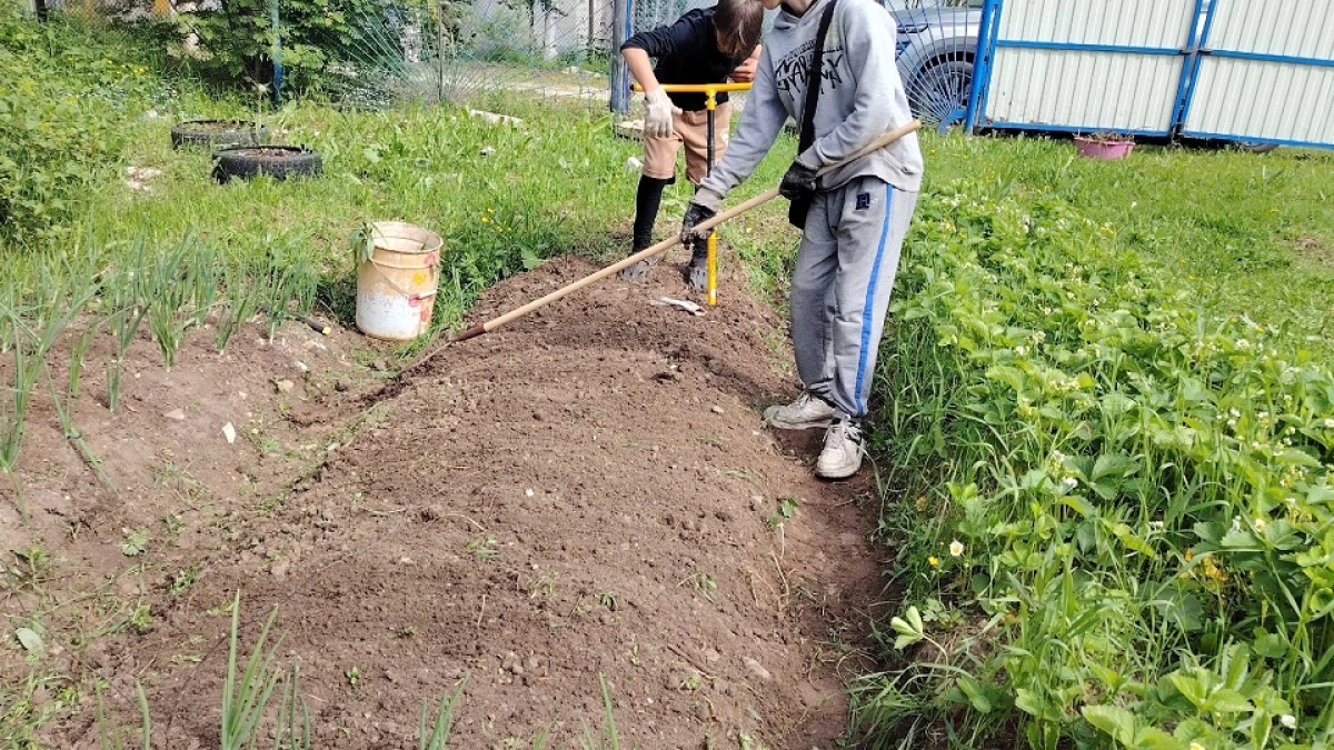 Закапываю в грядки старые ветки и доски — огород растёт сам без полива и удобрений: немецкий способ на 10 лет