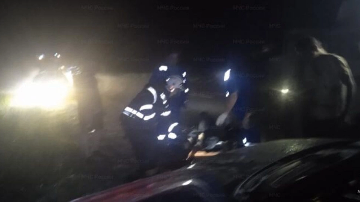 На трассе во Владимирской области водитель сбил лося